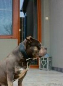 American  bully Pocket - 4