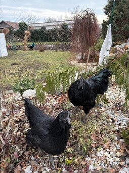 Kohút Ayam cemani - 4