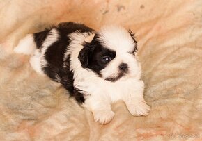 Rozkošné šteniatko Shih Tzu hľadá milujúci domov - 4