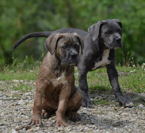 Cane Corso s PP (FCI) - 4