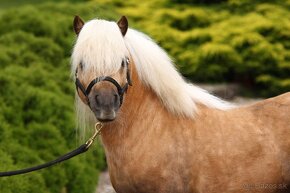 Plemenný shetland pony s pp - 4