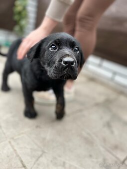 Cane corso + vlčiak - 4