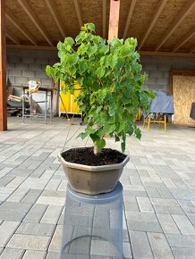 Bonsai Tilia Cordata - 4