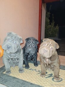 Sharpei štenniatka - 4