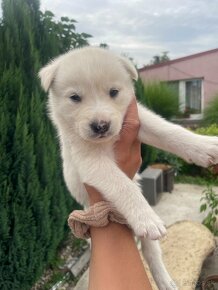 Darujem šteniatka krížených Husky - 4