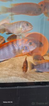 Labidochromis hongi sweden - 4