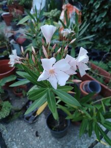 Oleander bieloružovy - 4