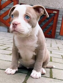 American Bully pocket - 4