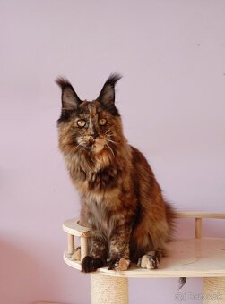 Maine Coon s PP - 4