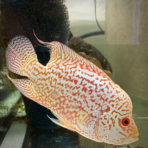 Full Mask Flowerhorn Fireman s Dream Kamfa - 4