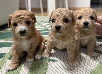 bichpoo/maltipoo - 4