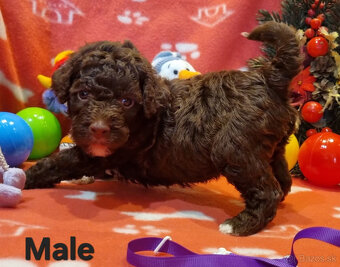 LAGOTTO ROMAGNOLO STENIATKO s PP - 4