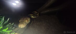 Pyton mriežkovany-Malayopython reticulatus - 4