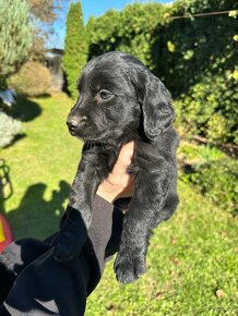 Šteniatka Labrador + Tatranský durič - 4