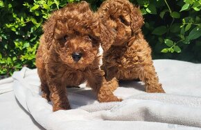 Poodle - Pudel - 4