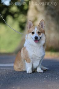 Krytie welsh corgi s pp - 4