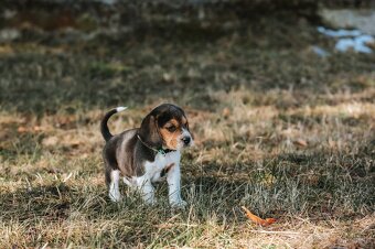 Beagle - 4