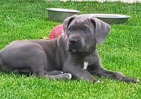 Cane Corso s PP - 4