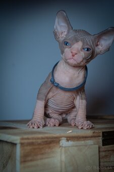 Kanadský Sphynx - 4