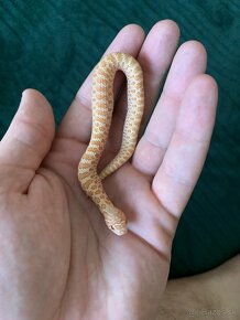 Heterodon nasicus albino samica - 4