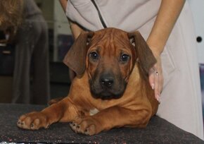 Rodézsky ridgeback - 4