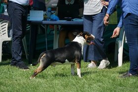 Bull terrier - PP - krytie, chovný pes - 4