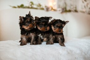 Šteniatka YORKSHIRE TERRIER s PP (FCI) rodokmeňom - 4