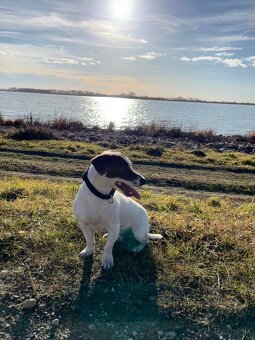 Jack Russell teriér na párenie - 4