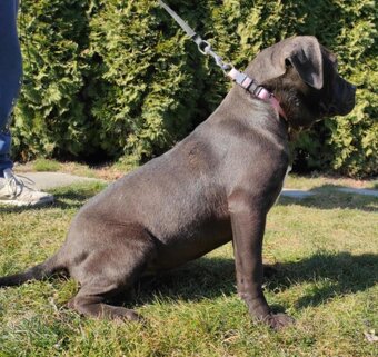 J&K bullys "ponúkame na predaj American bully Xl - 4