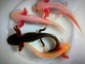 Axolotl mexicky - axelot, axik, mlok, vodny dračik predaj - 4