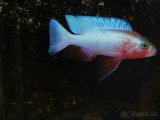 SCIAENOCHROMIS FRYERI REDSNOW - 4