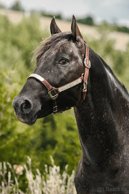 Pripúšťanie HOMOZYGOTNÝM Appaloosa žrebcom - 4