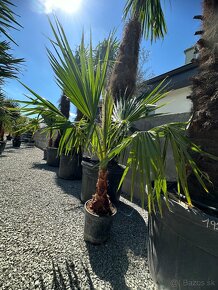 Palma WASHINGTONIA ROBUSTA,TRACHYCARPUS FORTUNEI - 4