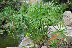 Šachor striedavolistý - Cyperus alternifolius - 4