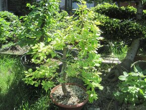 bonsai,bonsaj-DUBY - 4