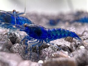 Blue dream (Neocaridina davidi) - Krevetky - 4