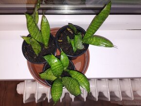 Svokrin jazyk (sansevieria) - 4