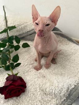 Don sphynx - 4