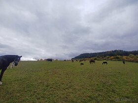 Ustajnenie,výcvik,preprava,ošetrenie koni-dornovou metódo - 4