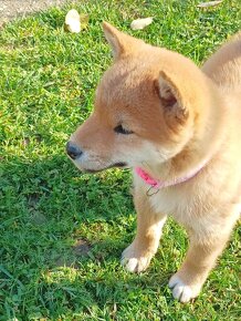 Shiba inu šteniatka s PP - 4