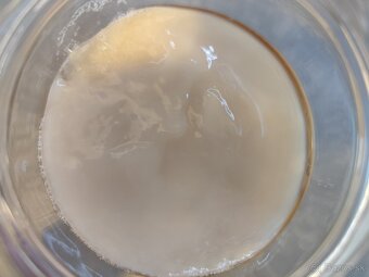 Scoby so štarterom - 4