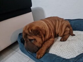 ⭐️SHAR-PEI šteniatko - 4