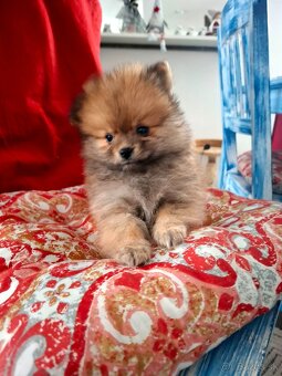 Pomeranian ,špic - 4