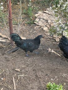 Ayam cemani, austalorpky tohtoročný kohúti - 4