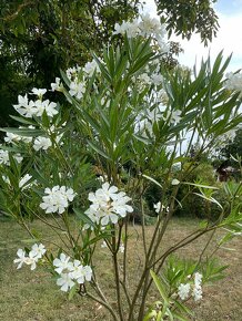 Oleander - 4