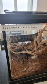 Lasiodora parahybana - 4