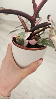 Philodendron pink princess marble - 4