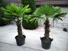 Mrazuvzdorne palmy Trachycarpus Fortunei na predaj - 4