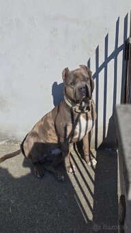 American bully XL (krytie) - 4