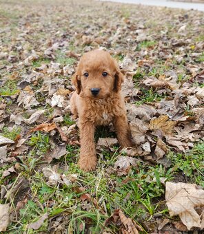 Mini goldendoodle  goldenretriver + Pudel - 4